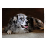 Australian Shepherd Classic Photo Greeting Card cards