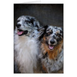 Australian Shepherd Classic Photo Greeting Card cards
