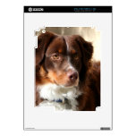 Australian Shepherd Decals For The iPad 2