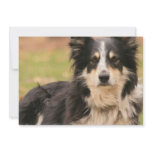 Australian Shepherd Dog Invitation