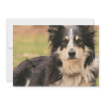 Australian Shepherd Dog Invitation