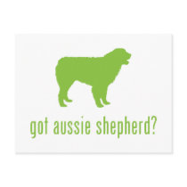 Australian Shepherd Dog Postcard