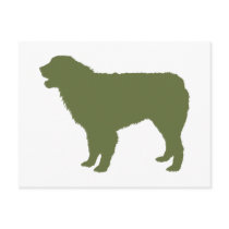 Australian Shepherd Dog Postcards