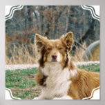 Australian Shepherd Dog Poster Print