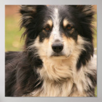 Australian Shepherd Dog Poster Print