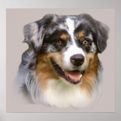 Australian Shepherd Fabulous Print by normagolden