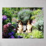Australian Shepherd Garden Print