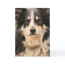 Australian Shepherd Greeting Card