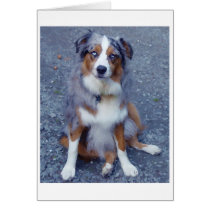 Australian Shepherd Greeting/Note Card