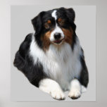 Australian Shepherd Guardian Print