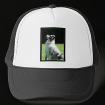Australian Shepherd hat hats