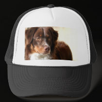 Australian Shepherd hat