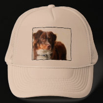 Australian Shepherd hat