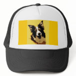 Australian Shepherd Hats