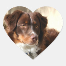 Australian Shepherd Heart Stickers