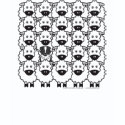 Australian Shepherd in the Sheep shirt