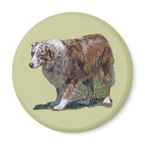 Australian Shepherd Magnet magnets