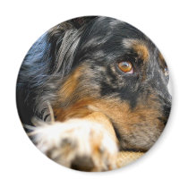 Australian Shepherd Magnets