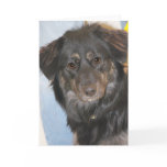 Australian Shepherd Mix Photo Card