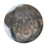 Australian Shepherd Mix Photo Magnet