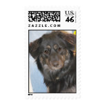 Australian Shepherd Mix Photo postage