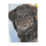 Australian Shepherd Mix Photo Post Card
