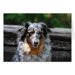 Australian Shepherd Modern Photo Greeting Card cards