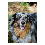 Australian Shepherd Modern Photo Greeting Card cards