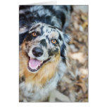 Australian Shepherd Modern Photo Greeting Card cards