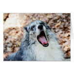 Australian Shepherd Modern Photo Greeting Card cards