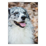 Australian Shepherd Modern Photo Greeting Card cards