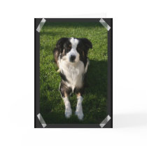Australian Shepherd Photo Design Greeting Card