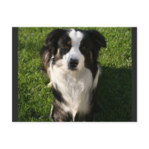 Australian Shepherd Photo Design Postcard