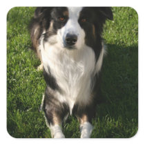 Australian Shepherd Photo Design Sticker
