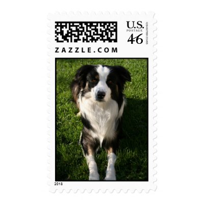 Australian Shepherd Photo  Postage Stamp by DogPoundGifts