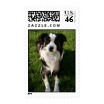 Australian Shepherd Photo  Postage Stamp