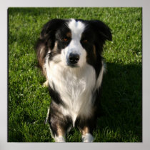 Australian Shepherd Photo Poster