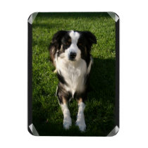 Australian Shepherd Photo Premium Magnet