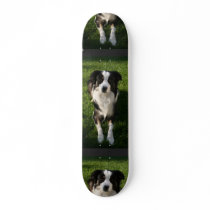 Australian Shepherd Photo  Skateboard