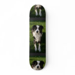 Australian Shepherd Photo  Skateboard