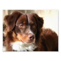 Australian Shepherd Photographic Print