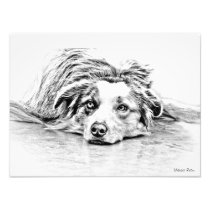 AUSTRALIAN SHEPHERD PHOTOGRAPHIC PRINT