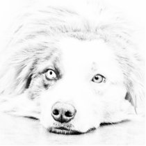 AUSTRALIAN SHEPHERD PHOTO SCULPTURES