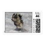 Australian Shepherd Postage