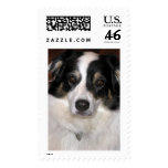 Australian Shepherd postage