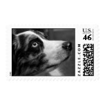 Australian Shepherd Postage