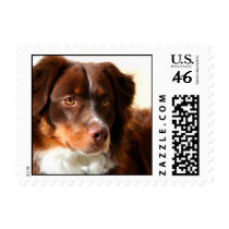 Australian Shepherd Stamps