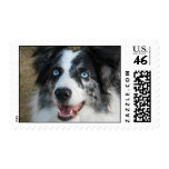 Australian Shepherd Postage