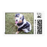 Australian Shepherd Stamps