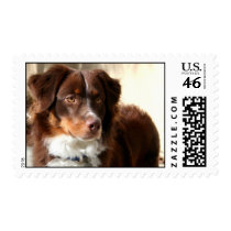Australian Shepherd postage